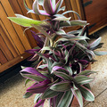 Sales: Tradescantia spathacea 