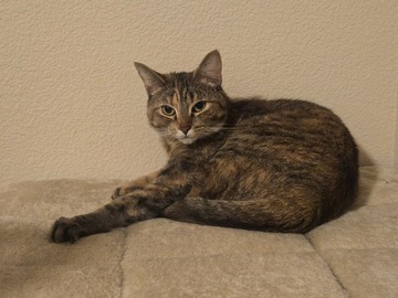   : Calypso