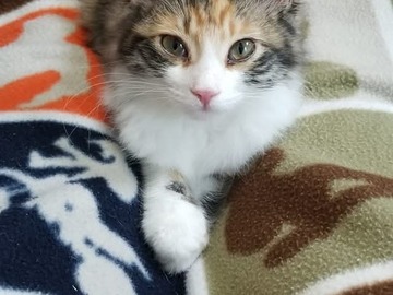   : Penelope