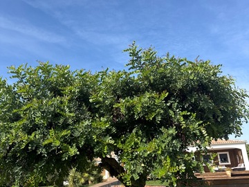Vente: Gousses de caroube séchées naturelles – Récolte du jardin – Plusi