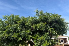 Vente: Gousses de caroube séchées naturelles – Récolte du jardin – Plusi