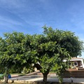 Vente: Gousses de caroube séchées naturelles – Récolte du jardin – Plusi