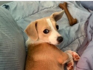   : Bambi