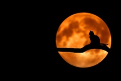 Selling: Love Halloween Spell