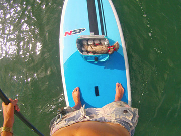 For Rent: 9'8 NSP Paddle Board