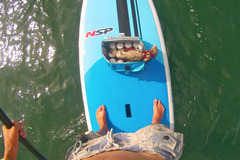 For Rent: 9'8 NSP Paddle Board