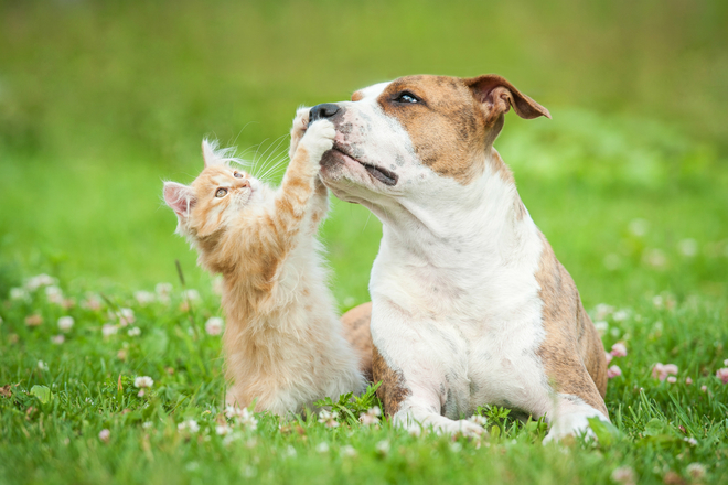 Zusammenführung Von Hund Und Katze Pfotenprinz