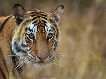 Request Meeting: Tiger Photo Safari with Ashish Tirkey in Bandhavgarh, India 