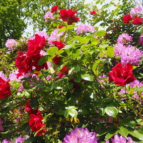 Jardin de la Joie