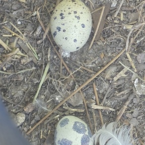 Free Range Family