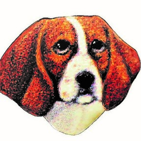 Birch Beagle