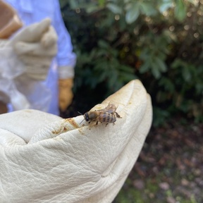 Le Rucher des Mascadees