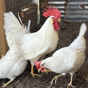 Elsa Egg Farm Stand 17.5