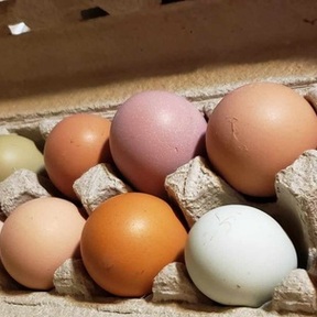 Holly Dean Smith Farms 