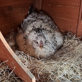 Maria’s Family Farm