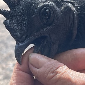 Fancychickenbreedsfarm 