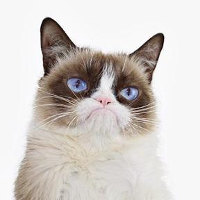 Grumpy  Cat M