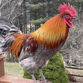 Three Chicks on a Hill Farm