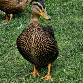 Fresh Duck Eggs 