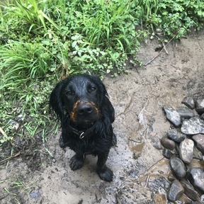 Simon