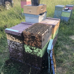 Eco Bee Farm LLC