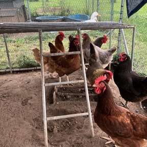 A Clucking Good Farm