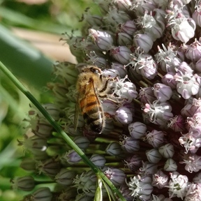 L'abeille verte