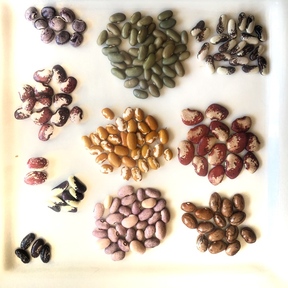 Slow Food - Seeds Of Diversity 
