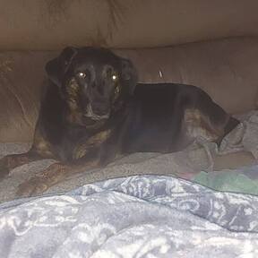 MillerCountyAnimalRescueInc