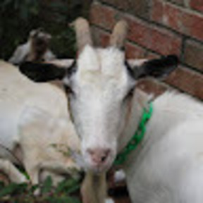 Green Goat Land