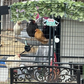 Central Perch