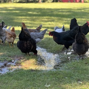 The Roost
