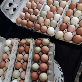 Rainbow Egg Ranch