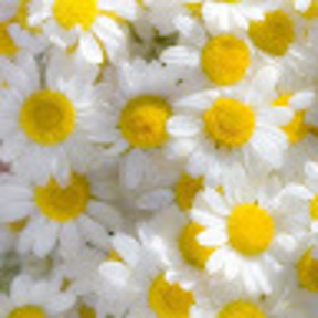 Виробники в тилу