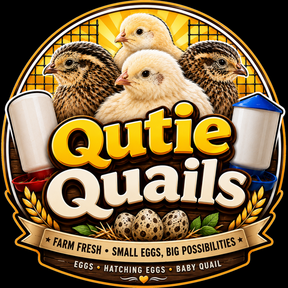 Qutie Quails